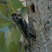 Yellow bellied Sapsucker - Canada